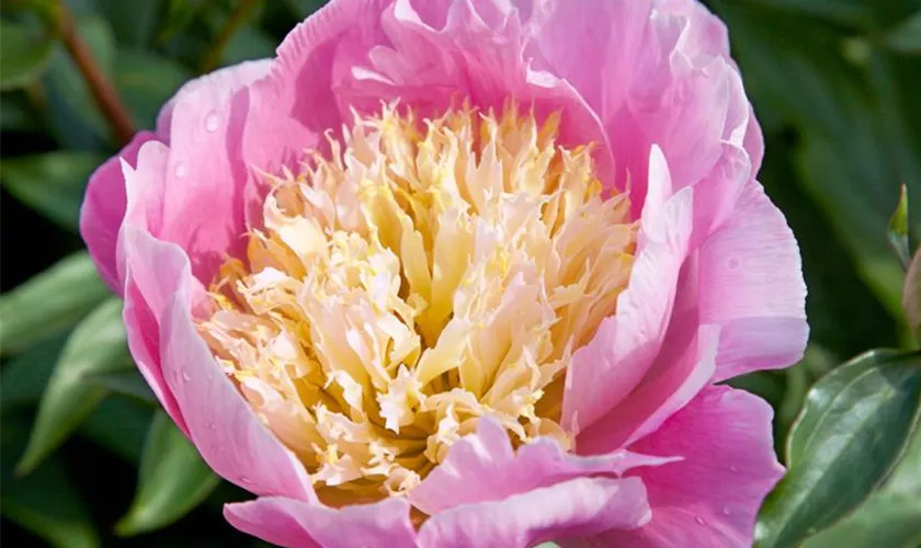 Paeonia lactiflora 'Globe Of Light'