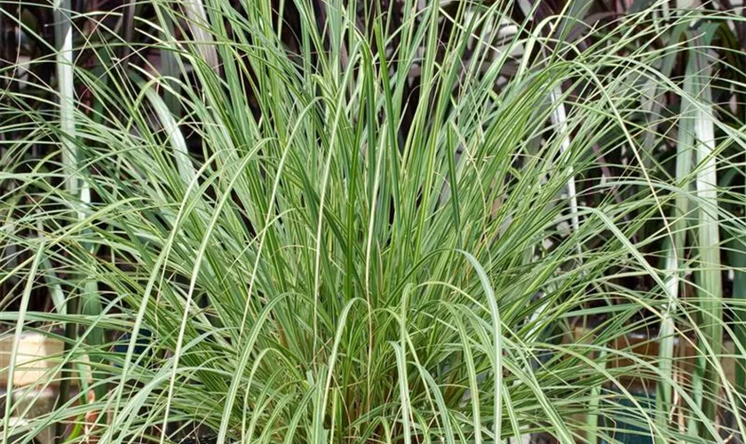 Pennisetum alopecuroides 'Pennstripe'