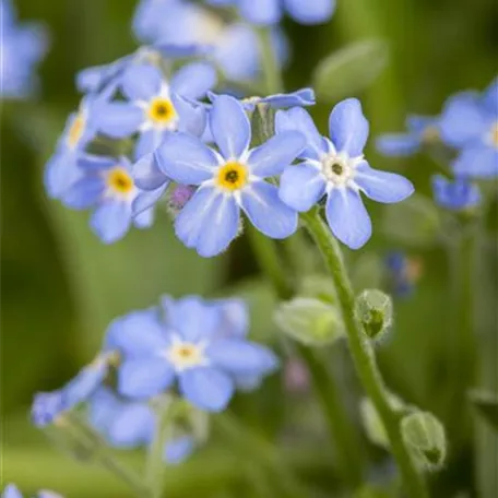 Myosotis sylvatica 'Mon Amie Blue'