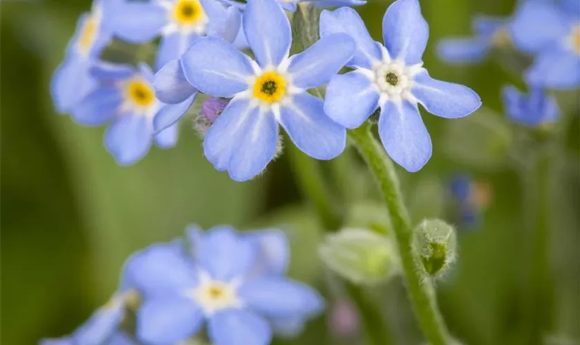 Vergissmeinnicht 'Mon Amie Blue'