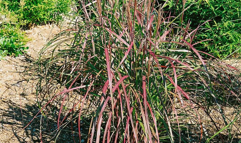 Miscanthus sinensis 'Flammenmeer'