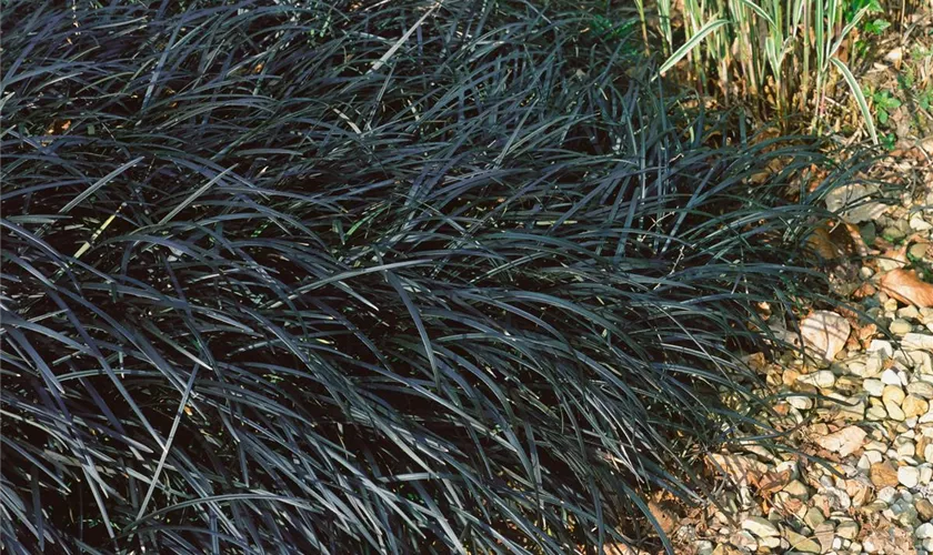 Ophiopogon planiscapus 'Black Dragon'