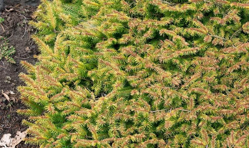 Picea abies 'Vermont Gold'