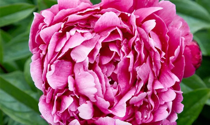 Paeonia lactiflora 'Jadwiga'