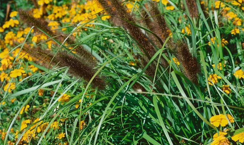 Pennisetum alopecuroides 'Red Head'