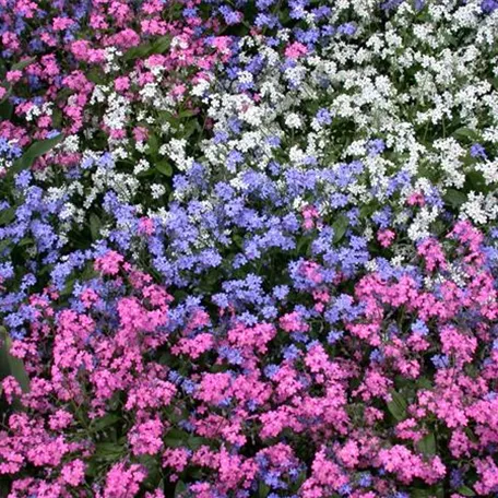 Myosotis sylvatica 'Rosylva'