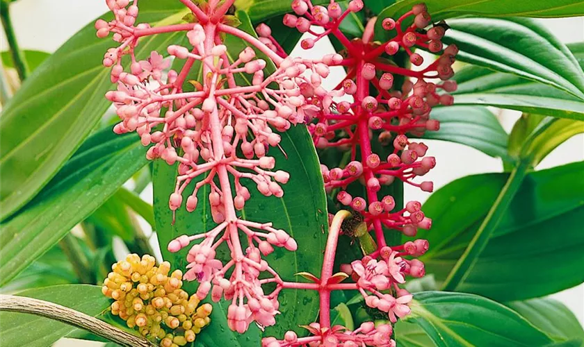 Medinilla magnifica 'Dolce Vita'