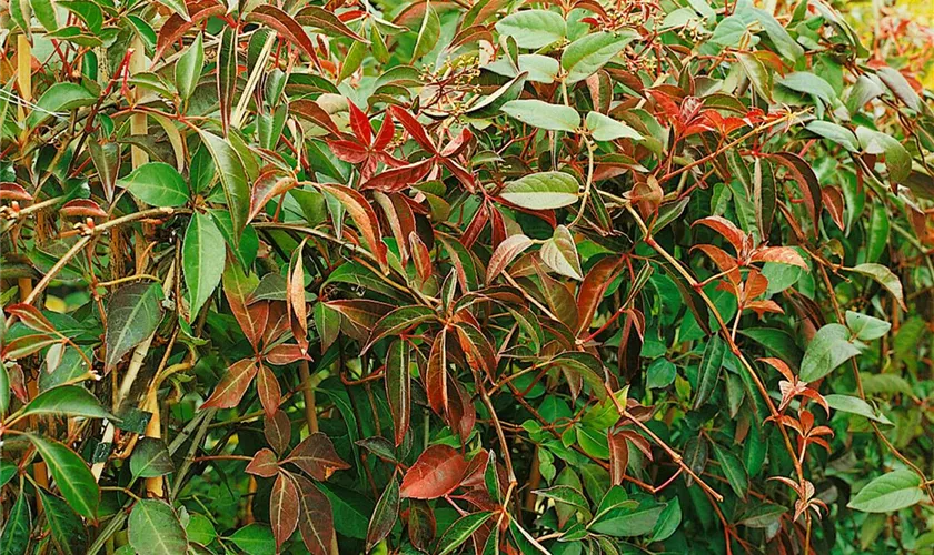 Parthenocissus henryana, Pyramide