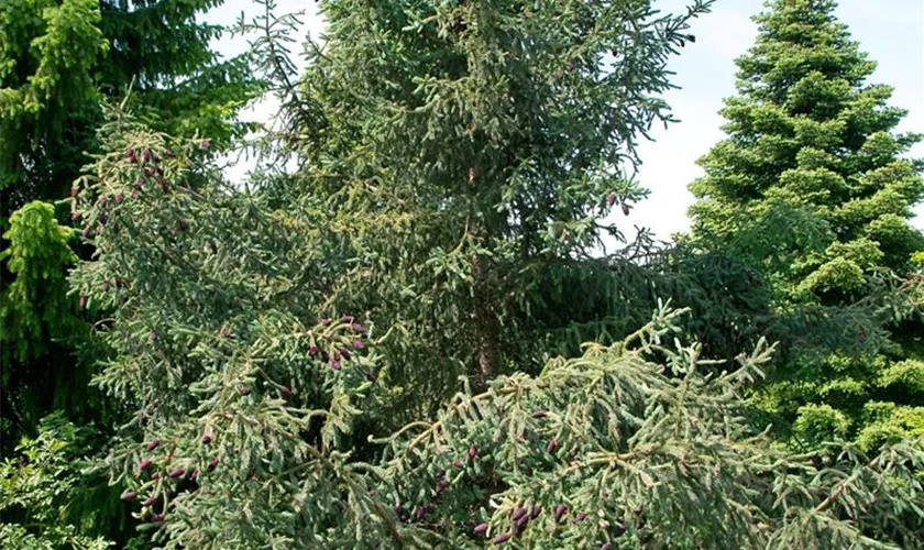 Picea banksiana