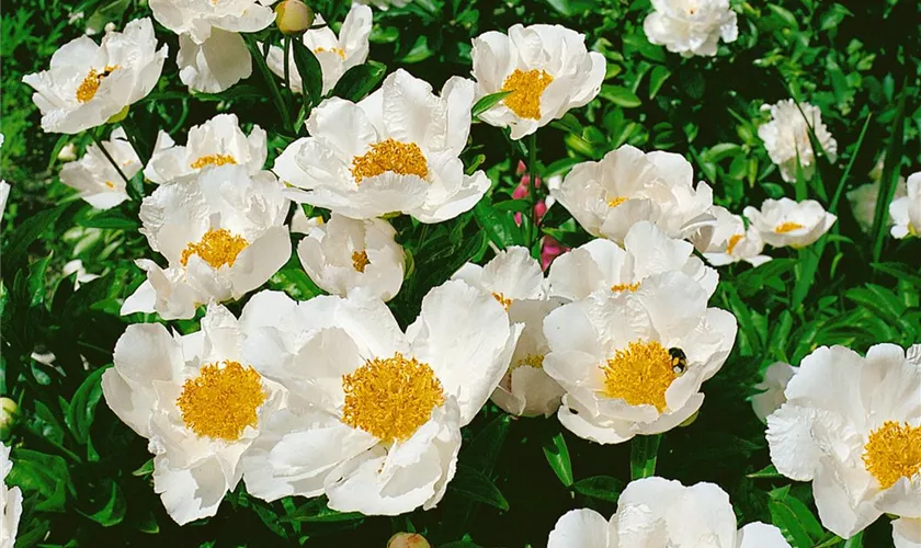 Paeonia lactiflora 'Krinkled White'