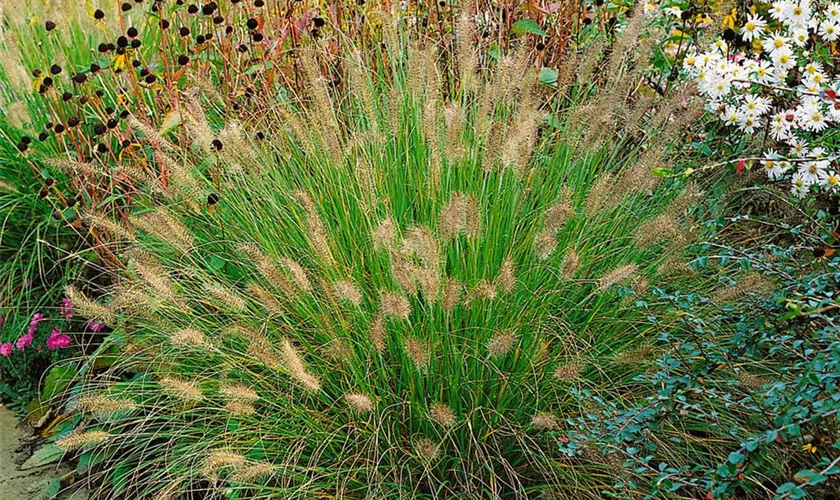 Pennisetum alopecuroides 'Weserbergland'