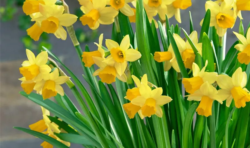 Narcissus 'Suzy'