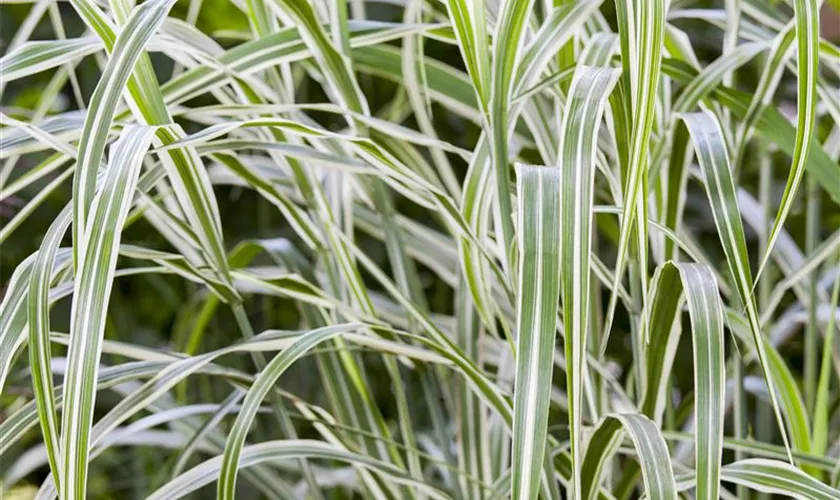 Miscanthus sinensis 'Cosmopolitan'