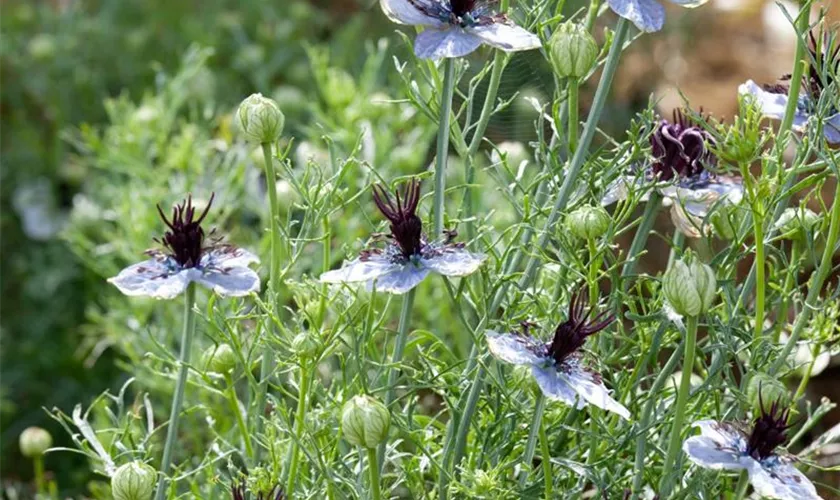 Nigella hispanica 'Delft Blue'