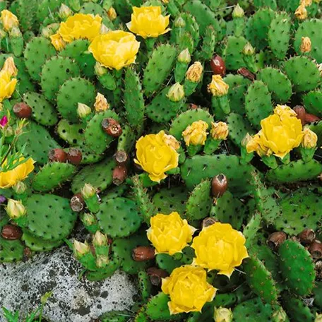 Opuntia compressa