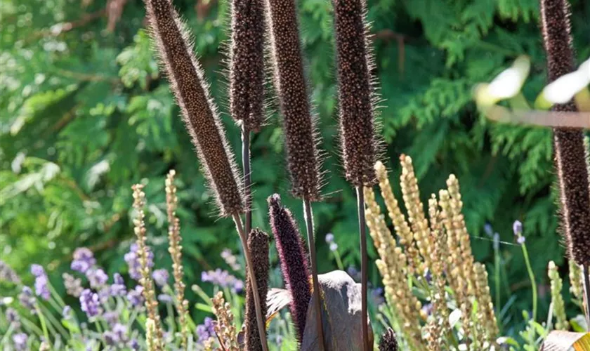 Pennisetum glaucum