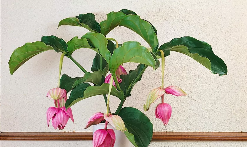 Medinilla magnifica 'Flamenco'