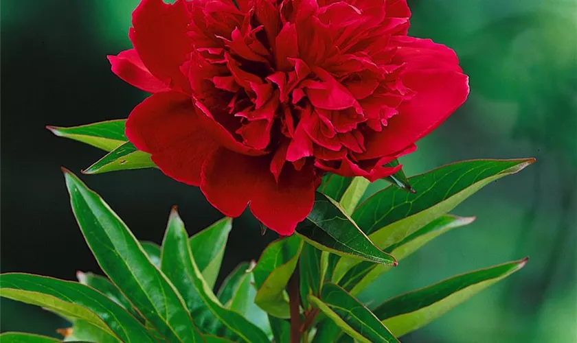 Paeonia lactiflora 'Louis van Houtte'