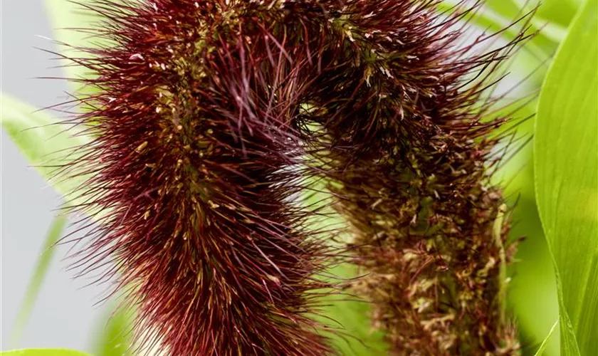 Pennisetum glaucum 'Jade Princess'