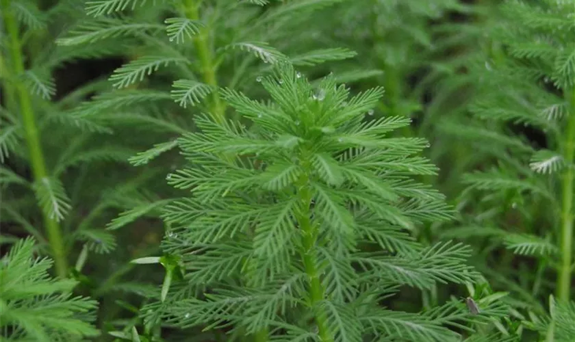 Myriophyllum aquaticum