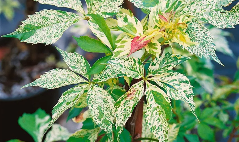 Parthenocissus quinquefolia 'Star Showers'