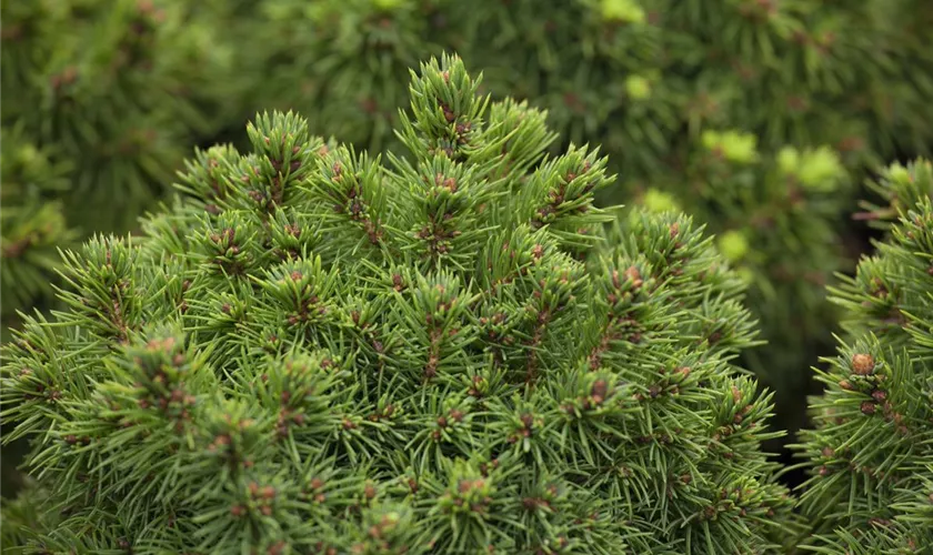 Picea glauca 'Alberta Globe'