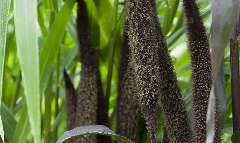 Pennisetum glaucum 'Purple Majesty'