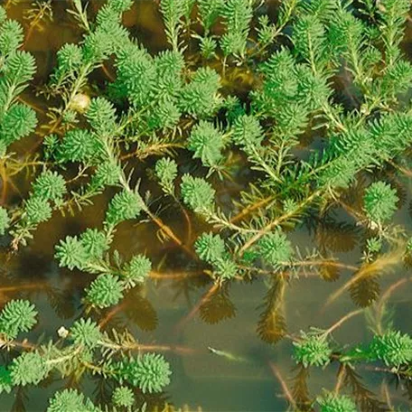 Myriophyllum papillosum