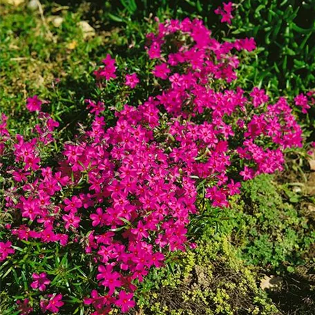 Garten-Teppich-Flammenblume 'Waterloo'