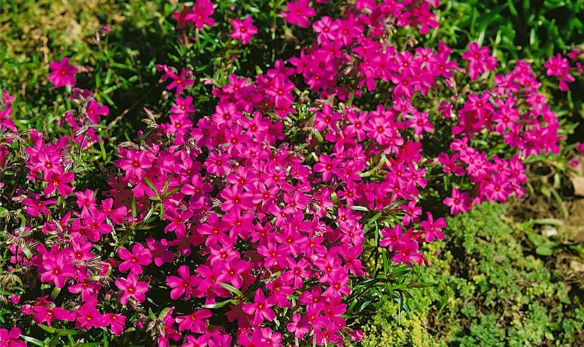 Phlox douglasii 'Waterloo'