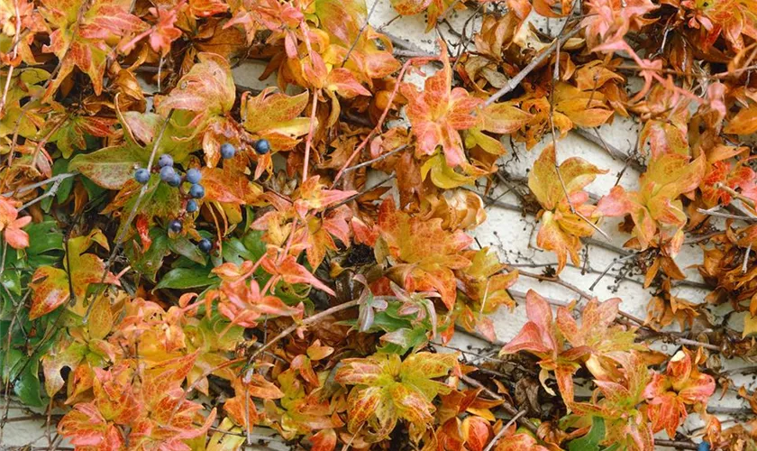 Parthenocissus quinquefolia 'Yellow Wall'