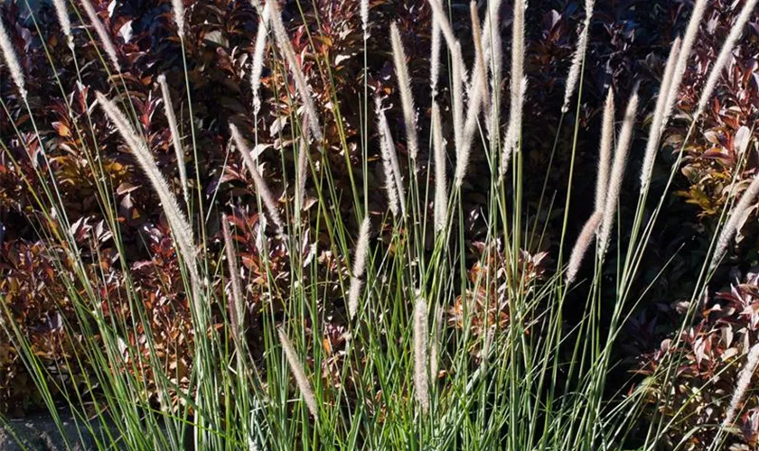 Afrikanisches Lampenputzergras 'White Lancer'