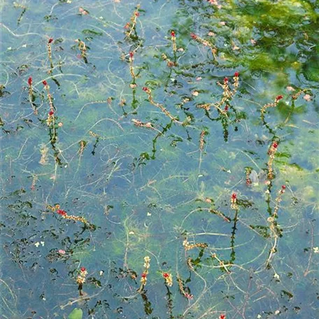 Myriophyllum spicatum