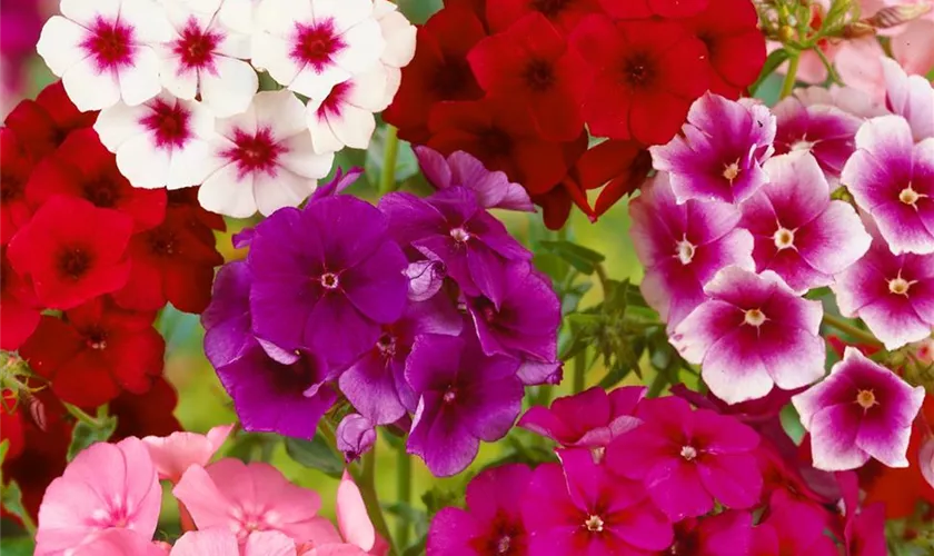 Sommer-Phlox