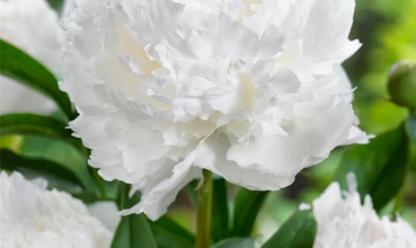 Paeonia lactiflora 'Moonstone'