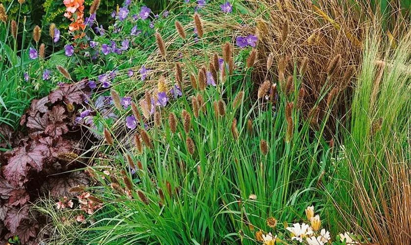 Pennisetum messiacum 'Red Bunny Tails'