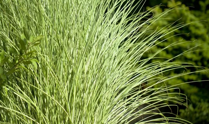 Miscanthus sinensis 'Goldglanz'