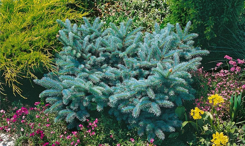 Zuckerhutfichte 'Glauca Nana'