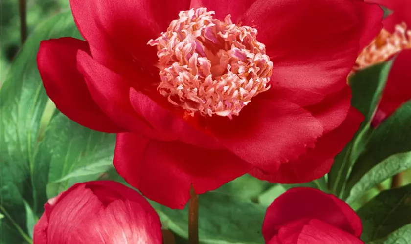 Paeonia lactiflora 'Nippon Beauty'