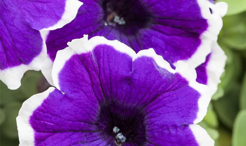 Petunia 'Blue Picotee'