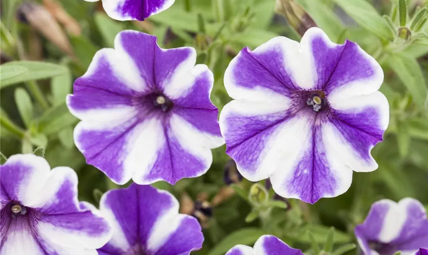 Petunia 'Blueberry Star'