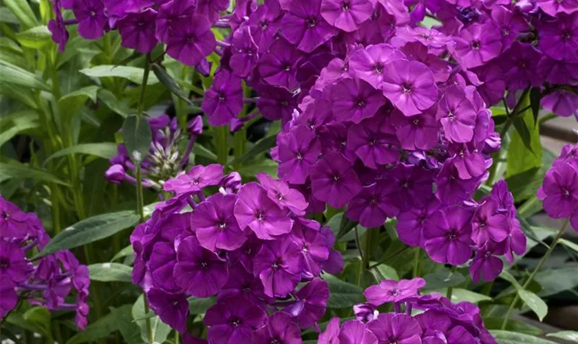 Phlox paniculata 'Border Gem'