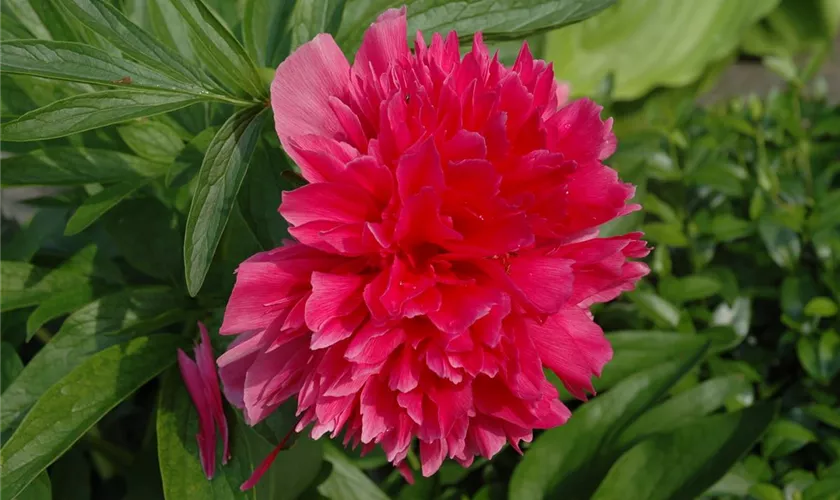 Paeonia lactiflora 'Red Charm'