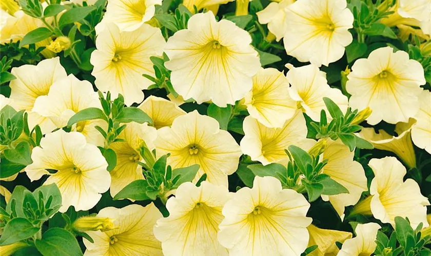 Petunia 'Carillon'