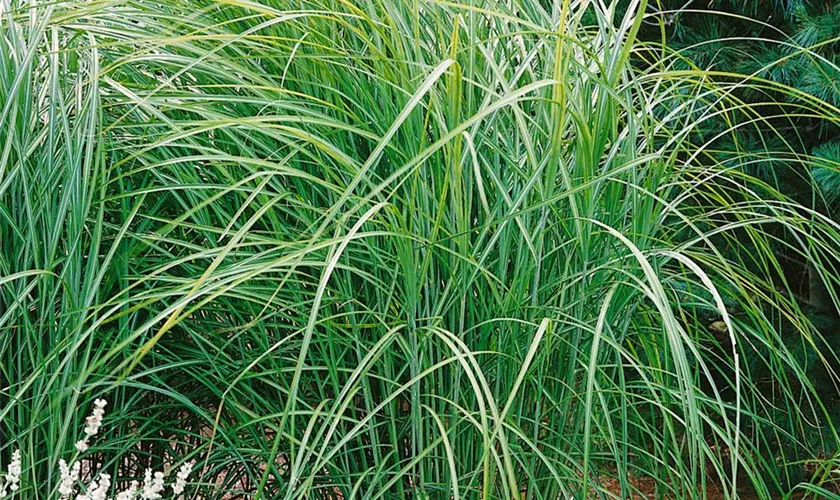 Miscanthus sinensis 'Kaskade'