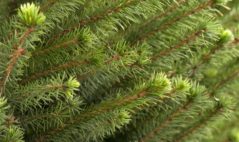 Picea omorika