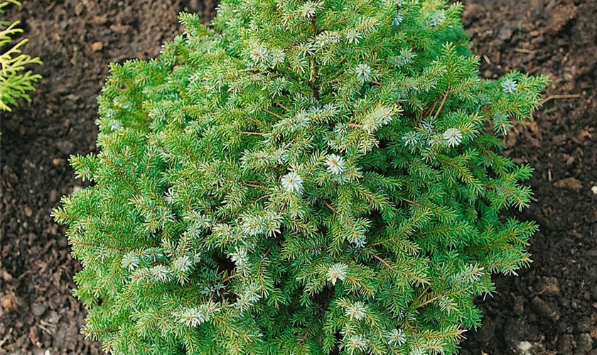 Picea omorika 'Peve Tijn'