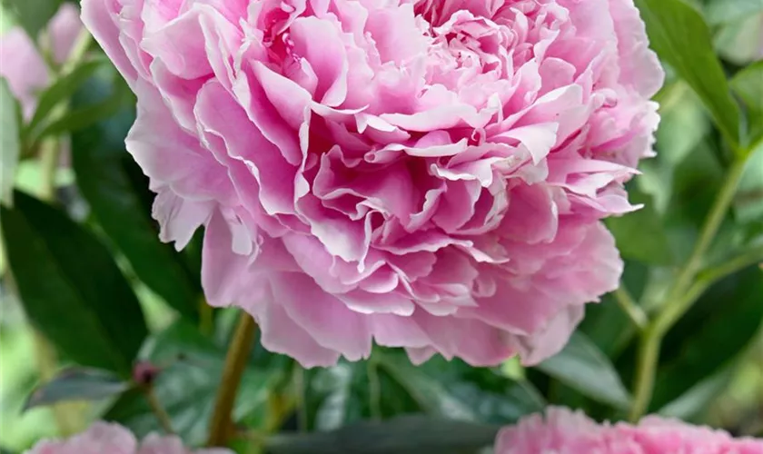 Paeonia lactiflora 'Sarah Bernhardt'