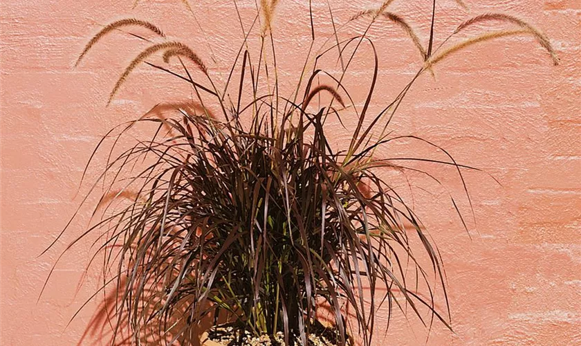 Pennisetum setaceum 'Burgundy Giant'