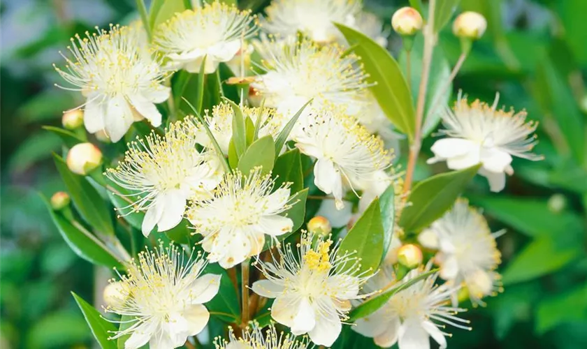 Myrtus communis 'Tarentina'